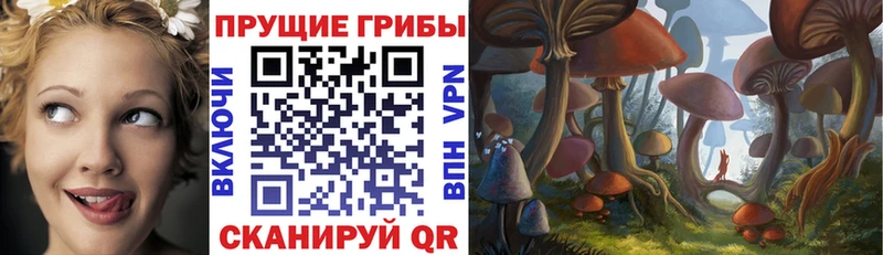 Купить закладки  Зуевка  Псилоцибиновые грибы GOLDEN TEACHER 